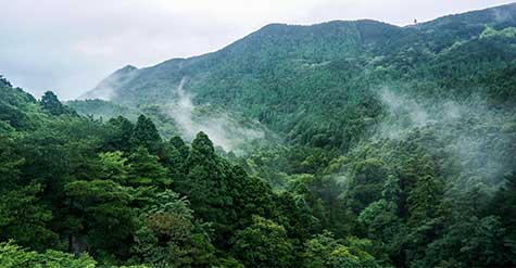 南京浦口區(qū)森林防火項目